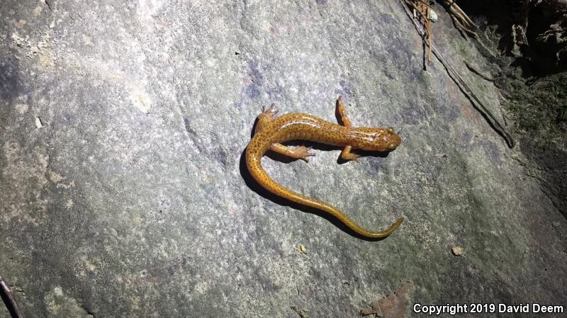 Long-tailed Salamander (Eurycea longicauda longicauda)