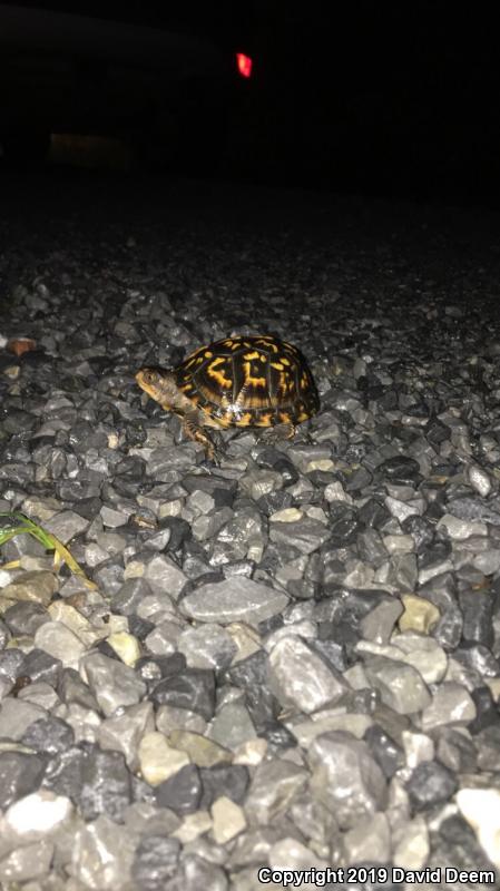 Eastern Box Turtle (Terrapene carolina carolina)