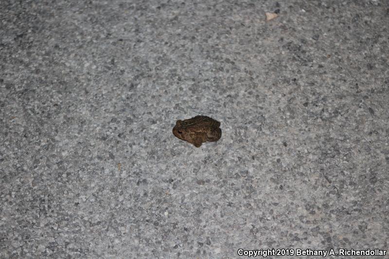 Dwarf American Toad (Anaxyrus americanus charlesmithi)