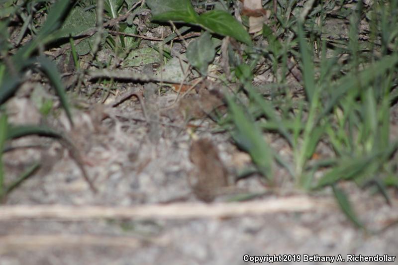 Dwarf American Toad (Anaxyrus americanus charlesmithi)