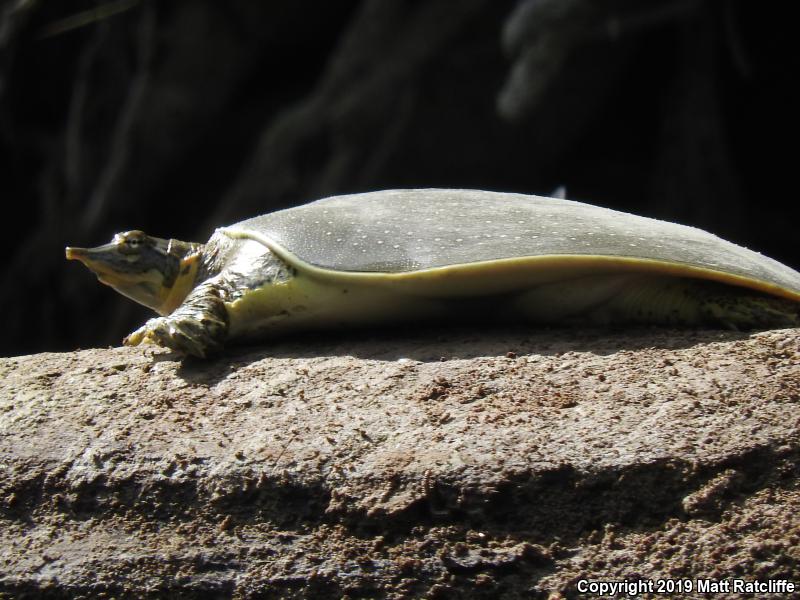 Guadalupe Spiny Softshell (Apalone spinifera guadalupensis)