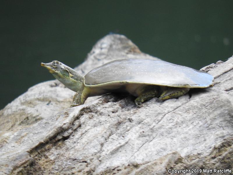 Guadalupe Spiny Softshell (Apalone spinifera guadalupensis)