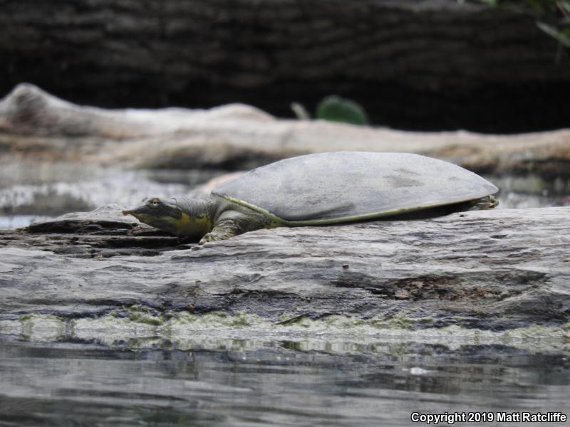 Guadalupe Spiny Softshell (Apalone spinifera guadalupensis)