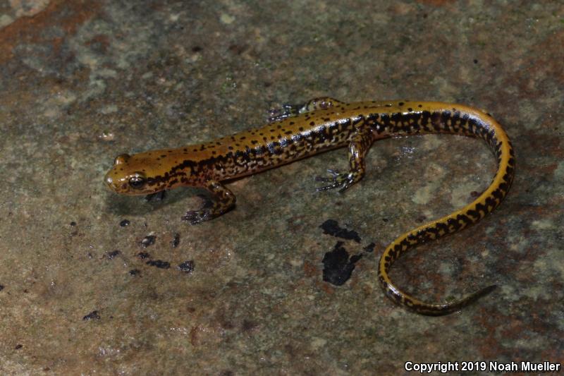 Long-tailed Salamander (Eurycea longicauda)