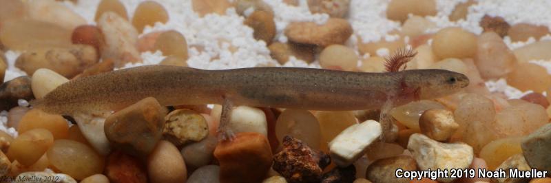 Red Salamander (Pseudotriton ruber)