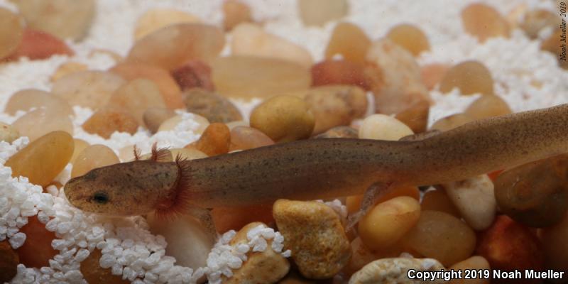 Red Salamander (Pseudotriton ruber)