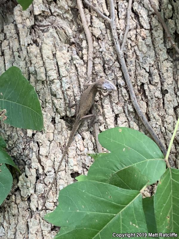 Northern Green Anole (Anolis carolinensis carolinensis)