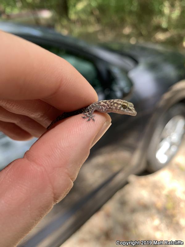 Mediterranean House Gecko (Hemidactylus turcicus)