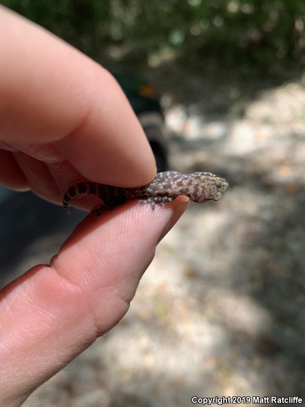 Mediterranean House Gecko (Hemidactylus turcicus)