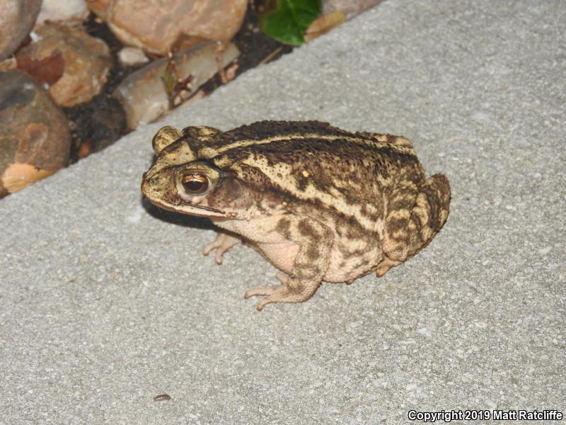 Gulf Coast Toad (Ollotis nebulifer)