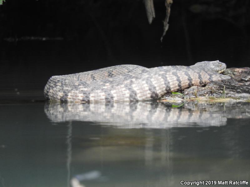 Diamond-backed Watersnake (Nerodia rhombifer)