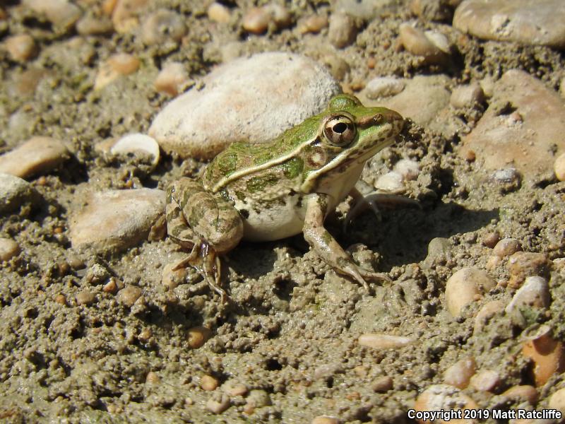 Rio Grande Leopard Frog (Lithobates berlandieri)