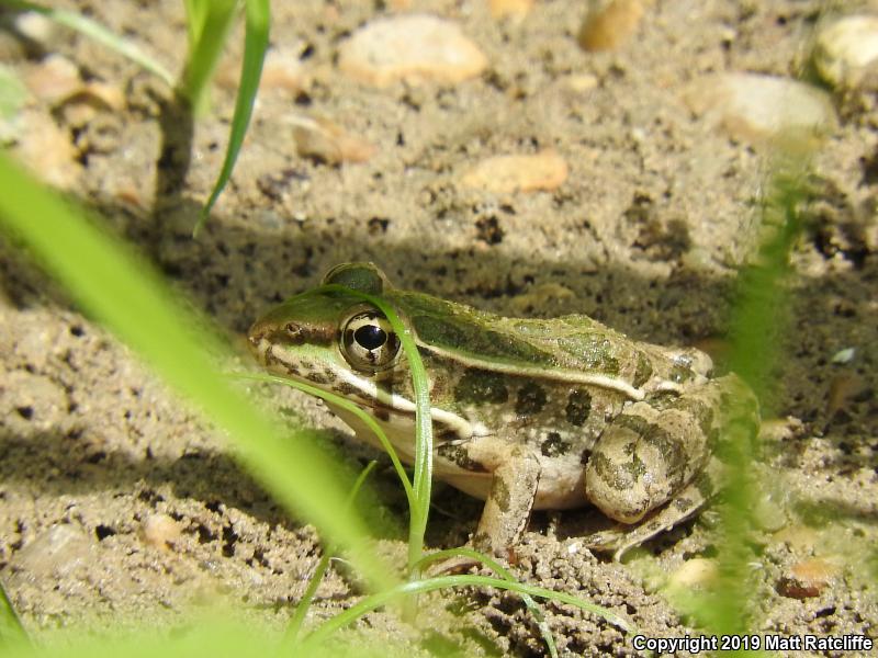 Rio Grande Leopard Frog (Lithobates berlandieri)