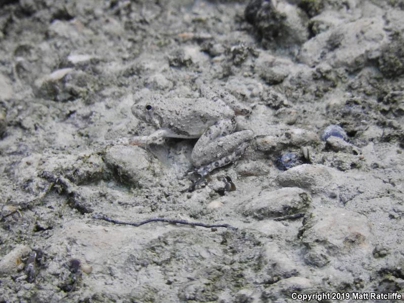 Northern Cricket Frog (Acris crepitans)