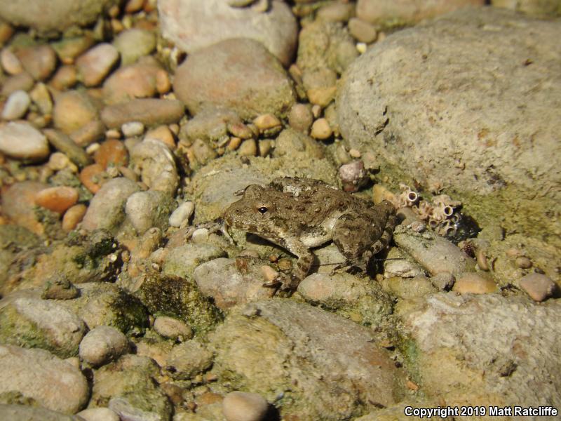 Northern Cricket Frog (Acris crepitans)