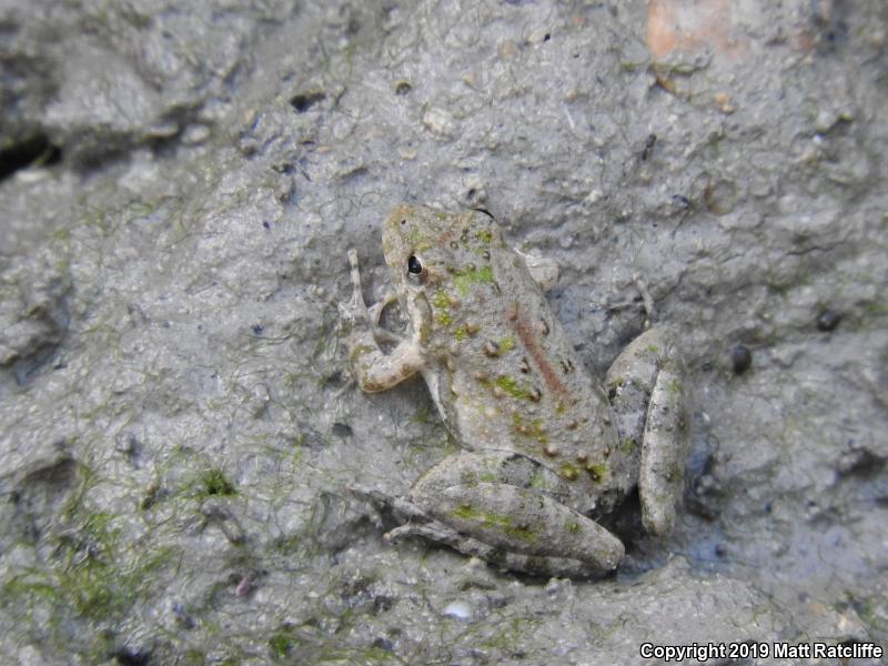 Northern Cricket Frog (Acris crepitans)