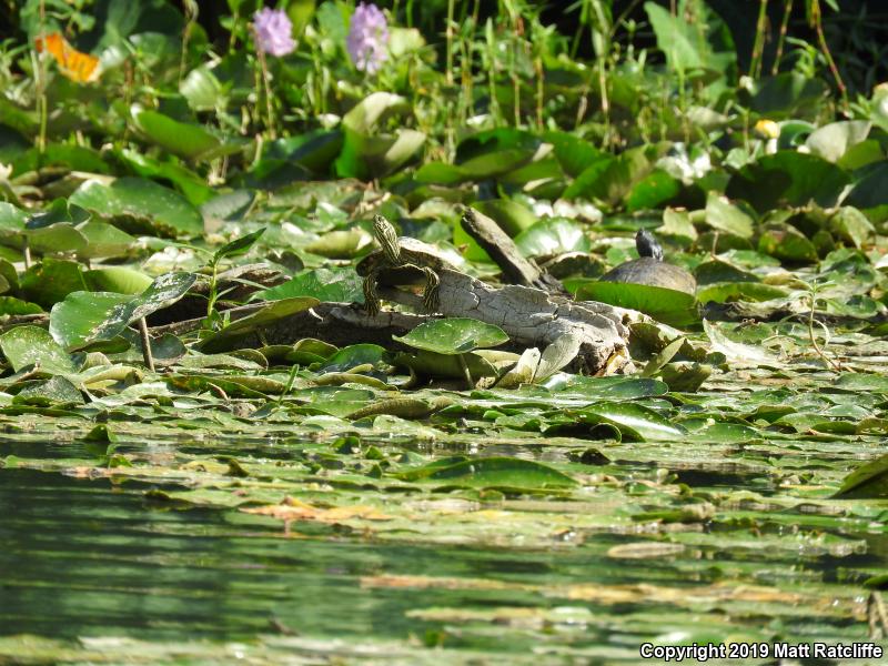 Texas Cooter (Pseudemys texana)