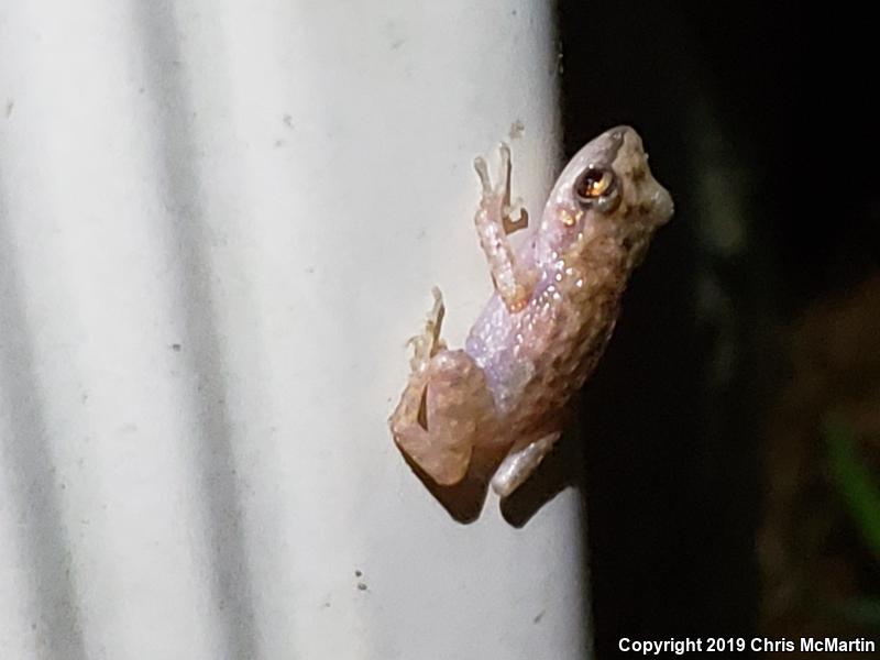 Rio Grande Chirping Frog (Eleutherodactylus cystignathoides campi)