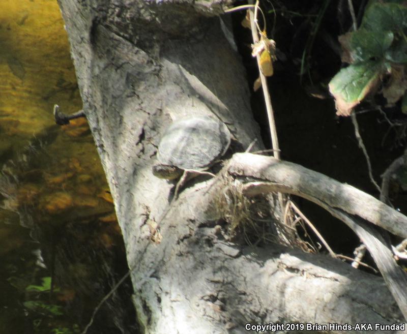 Western Pond Turtle (Actinemys marmorata)