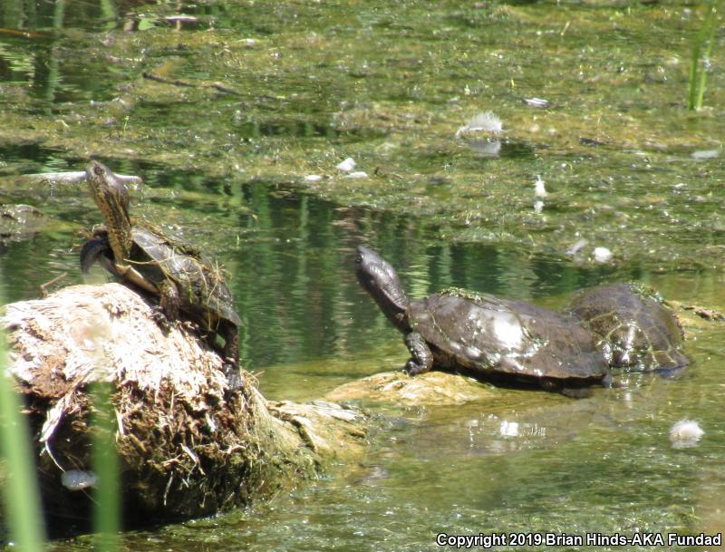 Western Pond Turtle (Actinemys marmorata)