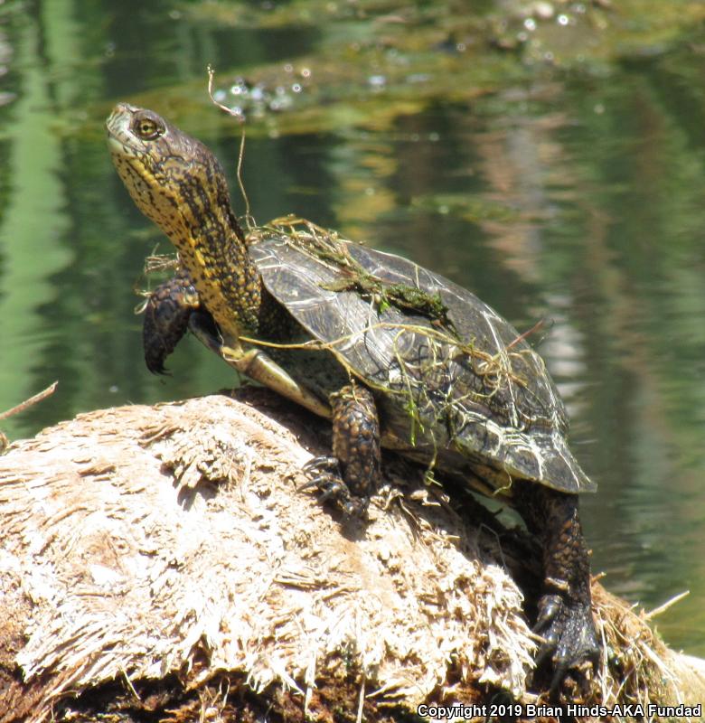 Western Pond Turtle (Actinemys marmorata)