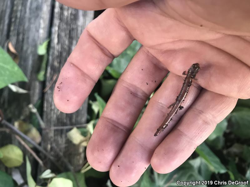 Garden Slender Salamander (Batrachoseps major)