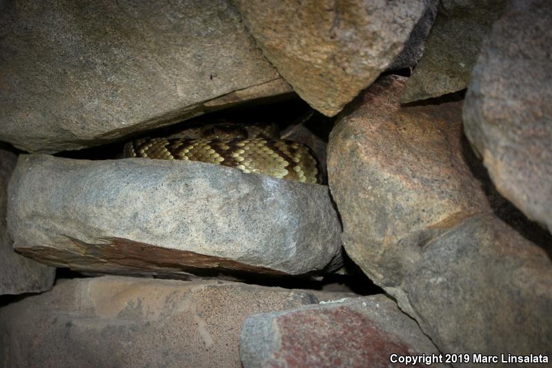 Northern Black-tailed Rattlesnake (Crotalus molossus molossus)