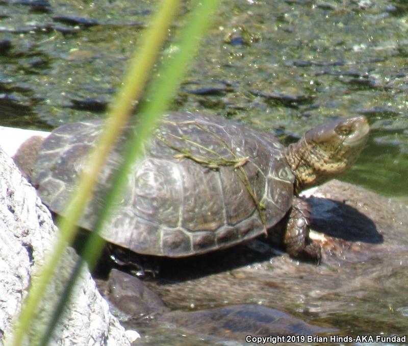 Western Pond Turtle (Actinemys marmorata)