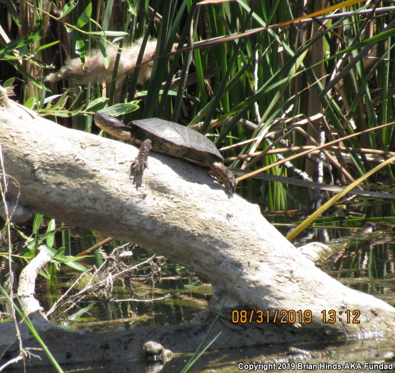 Western Pond Turtle (Actinemys marmorata)