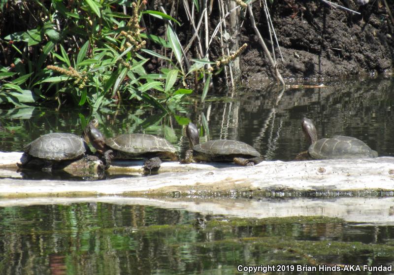 Western Pond Turtle (Actinemys marmorata)