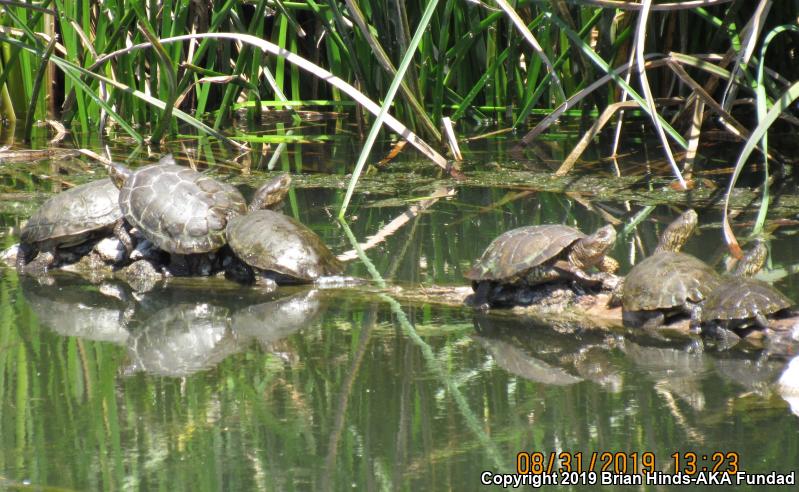 Western Pond Turtle (Actinemys marmorata)