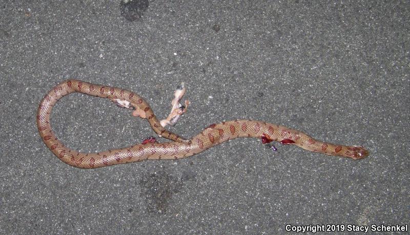 Mole Kingsnake (Lampropeltis calligaster rhombomaculata)