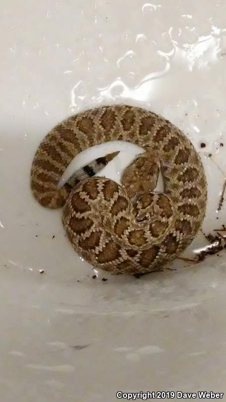 Mohave Rattlesnake (Crotalus scutulatus scutulatus)