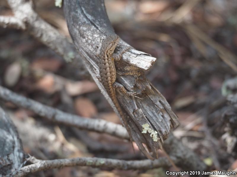 Coast Range Fence Lizard (Sceloporus occidentalis bocourtii)