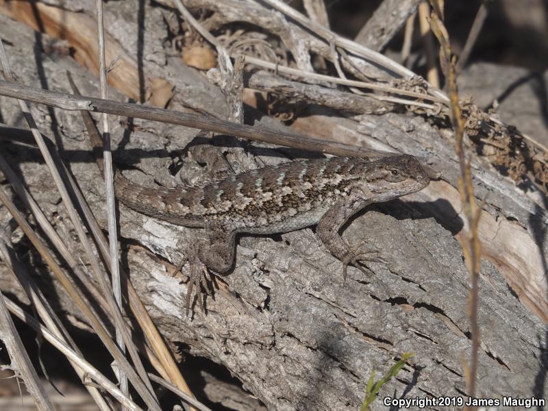 Coast Range Fence Lizard (Sceloporus occidentalis bocourtii)