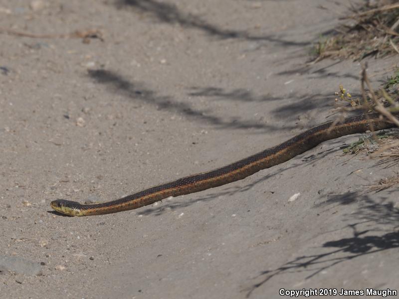 Coast Gartersnake (Thamnophis elegans terrestris)