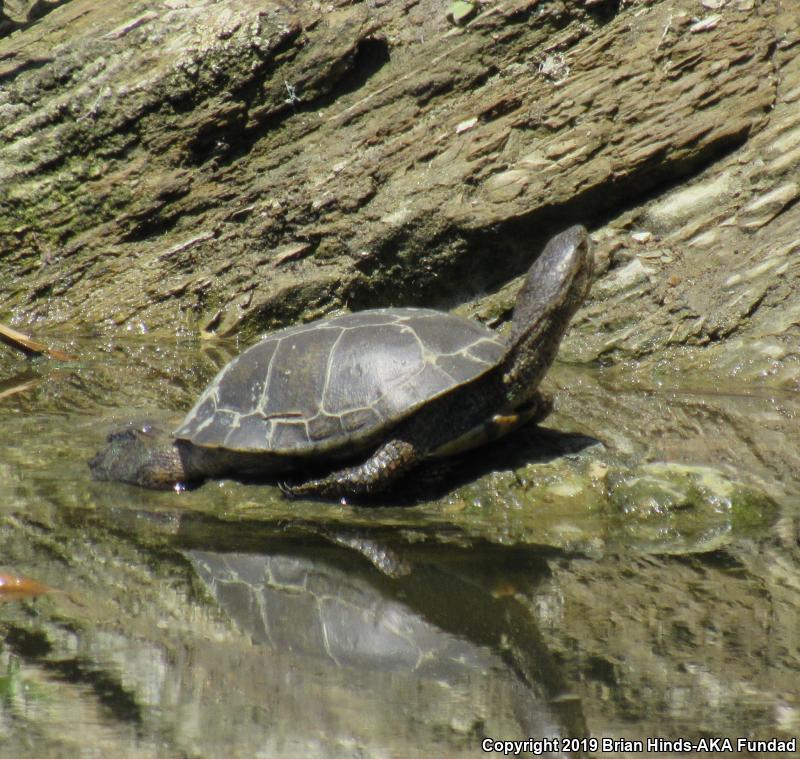 Western Pond Turtle (Actinemys marmorata)