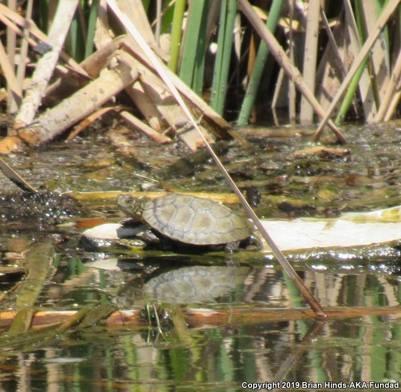 Western Pond Turtle (Actinemys marmorata)