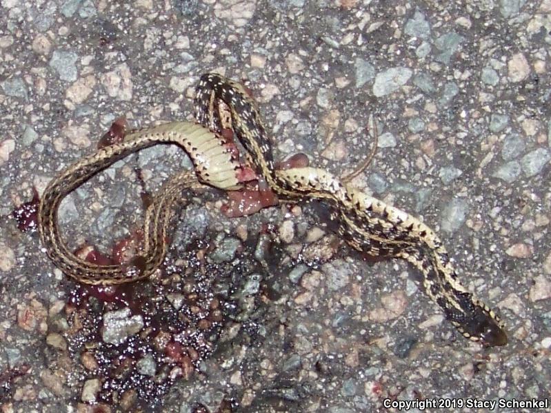 Common Gartersnake (Thamnophis sirtalis)