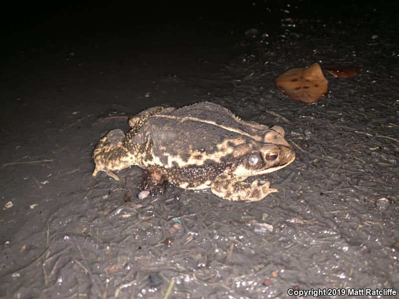 Gulf Coast Toad (Ollotis nebulifer)