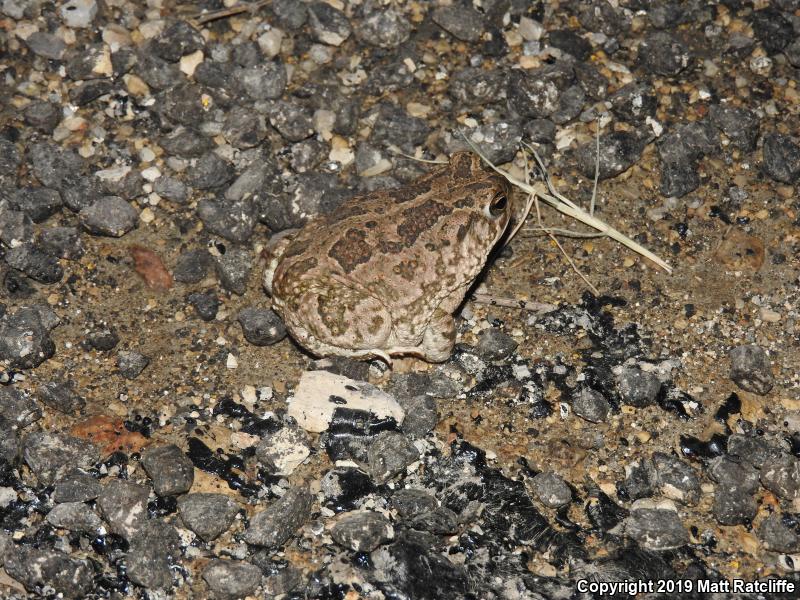 Texas Toad (Anaxyrus speciosus)