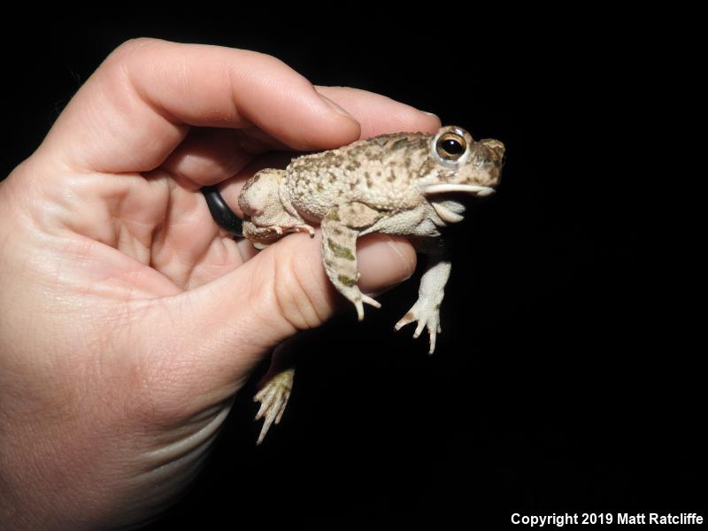 Texas Toad (Anaxyrus speciosus)