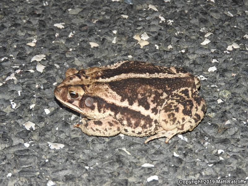 Gulf Coast Toad (Ollotis nebulifer)