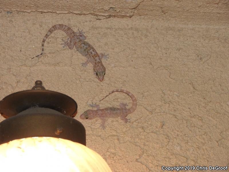 Mediterranean House Gecko (Hemidactylus turcicus)