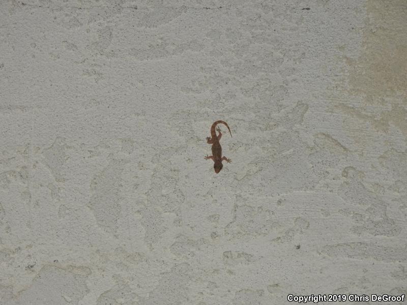 Mediterranean House Gecko (Hemidactylus turcicus)