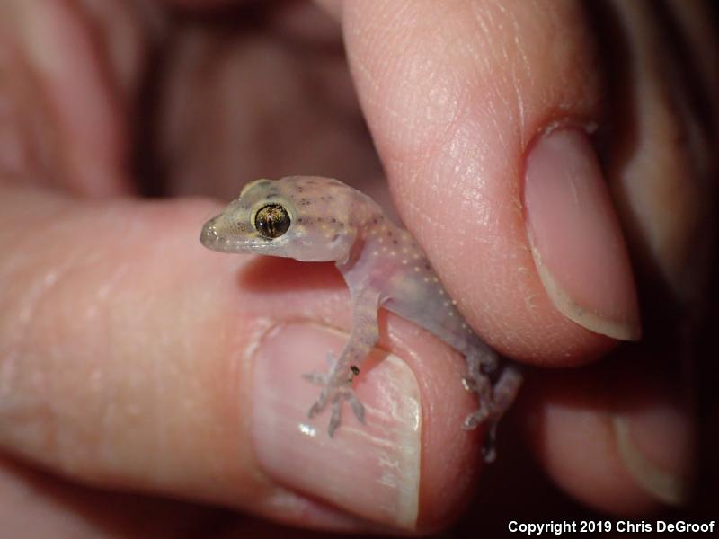 Mediterranean House Gecko (Hemidactylus turcicus)