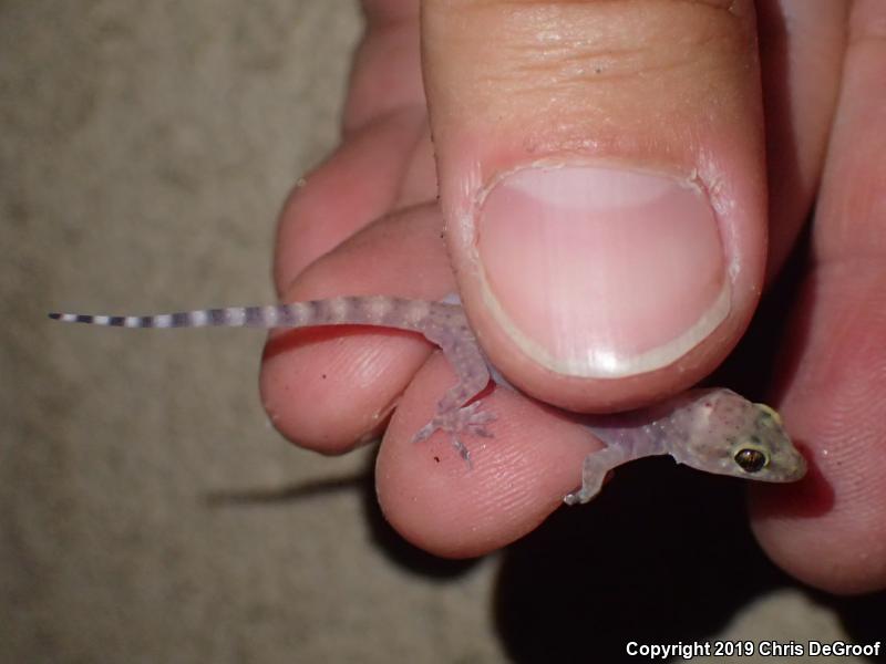 Mediterranean House Gecko (Hemidactylus turcicus)