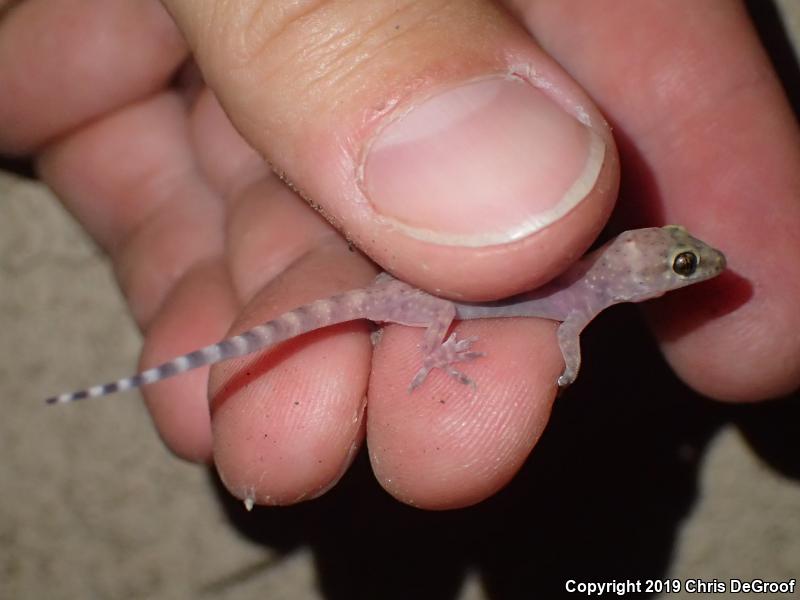 Mediterranean House Gecko (Hemidactylus turcicus)