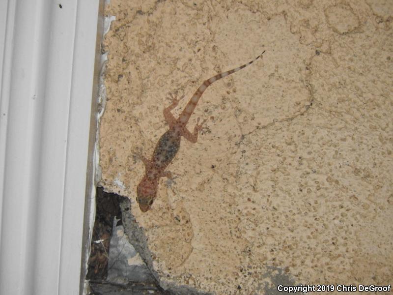 Mediterranean House Gecko (Hemidactylus turcicus)