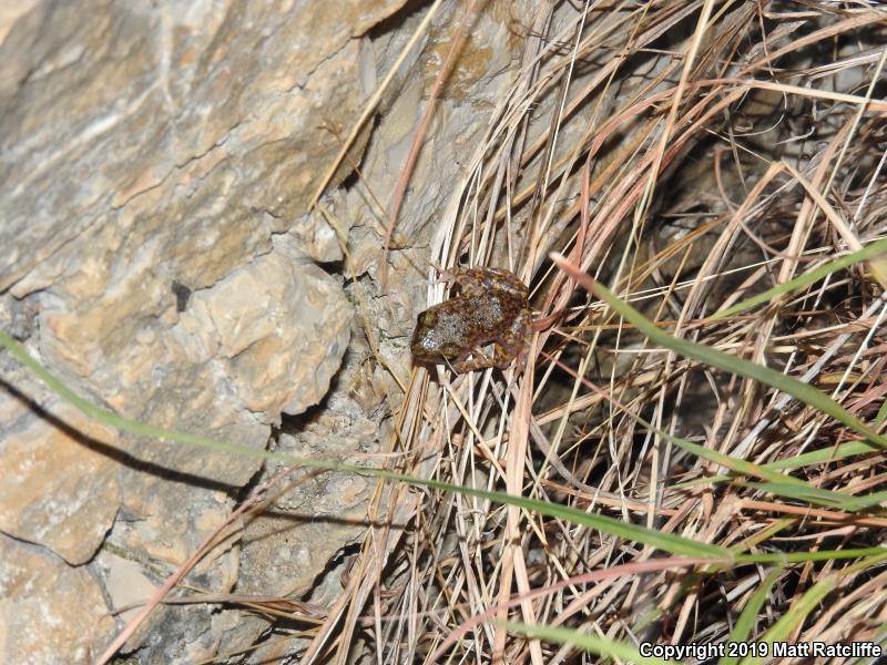 Cliff Chirping Frog (Eleutherodactylus marnockii)